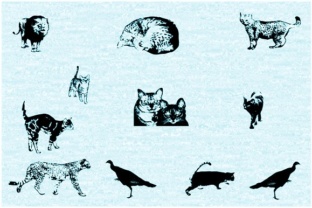 Why Cat E Poultry is the Perfect Display Font for Editorial Design